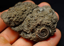 Load image into Gallery viewer, Large pyrite multi-ammonite fossil (64 mm) Crucilobiceras
