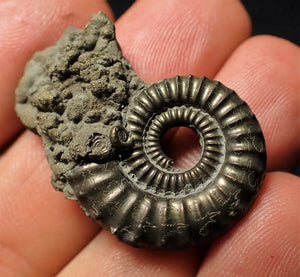 Large Crucilobiceras pyrite ammonite (35 mm)