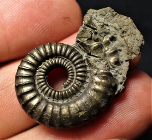 Large Crucilobiceras pyrite ammonite (35 mm)