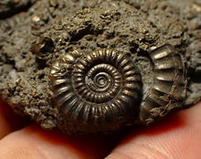 Load image into Gallery viewer, Large pyrite multi-ammonite fossil (64 mm) Crucilobiceras
