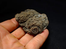 Load image into Gallery viewer, Large pyrite multi-ammonite fossil (64 mm) Crucilobiceras
