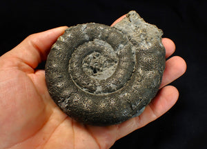 Big pyrite Eoderoceras ammonite fossil (104 mm)