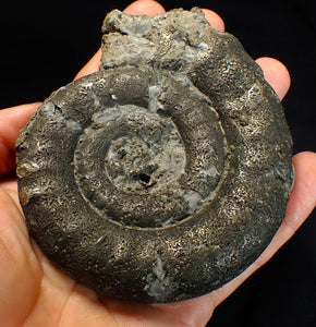 Big pyrite Eoderoceras ammonite fossil (104 mm)