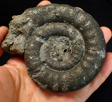Load image into Gallery viewer, Big pyrite Eoderoceras ammonite fossil (104 mm)
