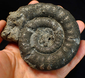 Big pyrite Eoderoceras ammonite fossil (104 mm)
