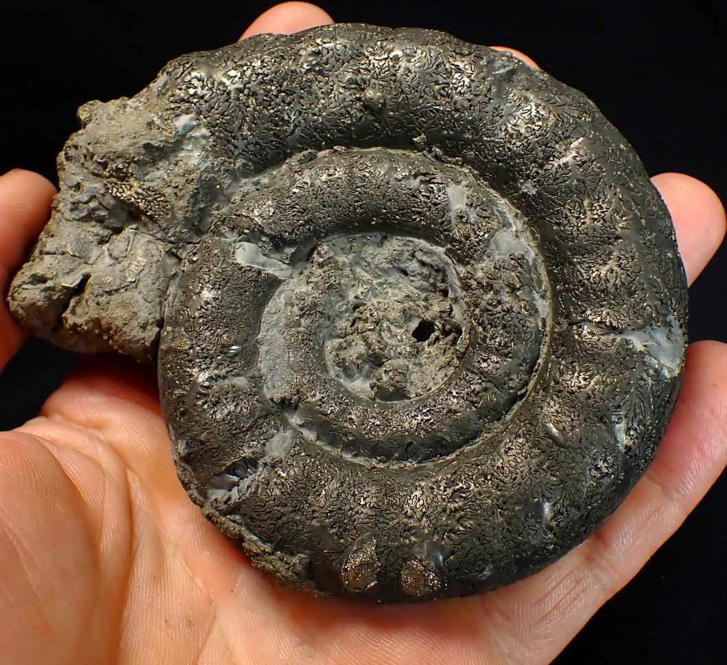 Big pyrite Eoderoceras ammonite fossil (104 mm)