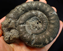 Load image into Gallery viewer, Big pyrite Eoderoceras ammonite fossil (104 mm)
