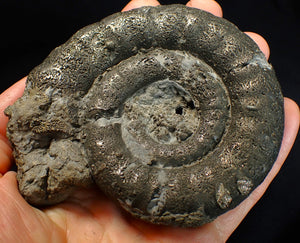 Big pyrite Eoderoceras ammonite fossil (104 mm)