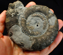 Load image into Gallery viewer, Big pyrite Eoderoceras ammonite fossil (104 mm)
