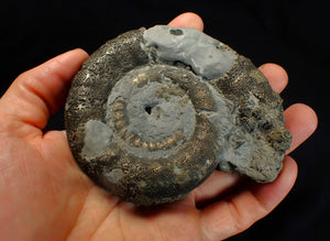 Big pyrite Eoderoceras ammonite fossil (104 mm)