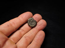 Load image into Gallery viewer, Crucilobiceras pyrite ammonite fossil (19 mm)
