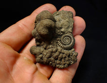 Load image into Gallery viewer, Large Crucilobiceras pyrite ammonite fossil (56 mm)
