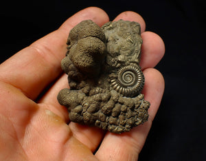 Large Crucilobiceras pyrite ammonite fossil (56 mm)