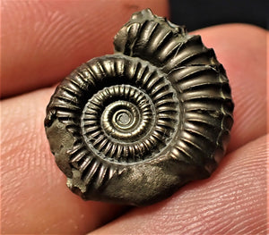 Crucilobiceras pyrite ammonite fossil (19 mm)