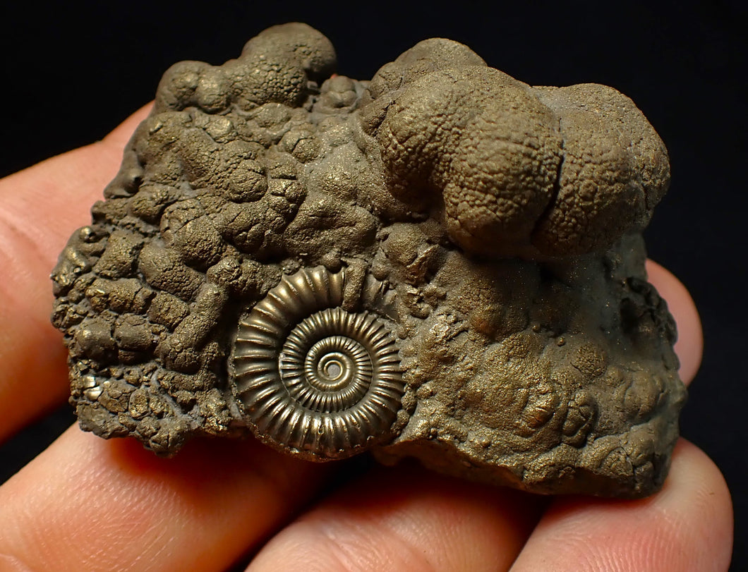 Large Crucilobiceras pyrite ammonite fossil (56 mm)
