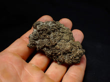 Load image into Gallery viewer, Rare, large and very full pyrite multi-ammonite fossil (64 mm) Crucilobiceras
