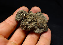 Load image into Gallery viewer, Pyrite multi-ammonite fossil (56 mm) Crucilobiceras
