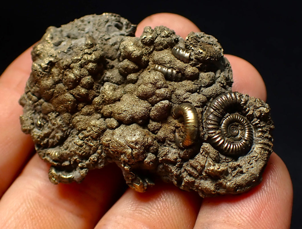 Pyrite multi-ammonite fossil (56 mm) Crucilobiceras