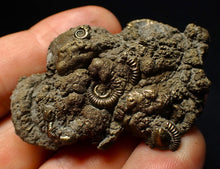 Load image into Gallery viewer, Pyrite multi-ammonite fossil (56 mm) Crucilobiceras
