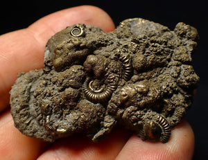 Pyrite multi-ammonite fossil (56 mm) Crucilobiceras