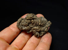 Load image into Gallery viewer, Pyrite multi-ammonite fossil (56 mm) Crucilobiceras
