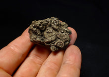 Load image into Gallery viewer, Full pyrite multi-ammonite fossil (42 mm) Crucilobiceras
