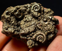 Load image into Gallery viewer, Full pyrite multi-ammonite fossil (42 mm) Crucilobiceras
