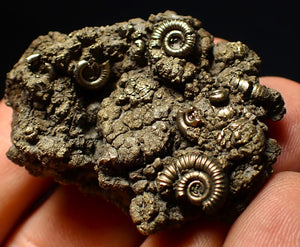 Full pyrite multi-ammonite fossil (42 mm) Crucilobiceras