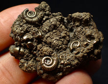 Load image into Gallery viewer, Full pyrite multi-ammonite fossil (42 mm) Crucilobiceras
