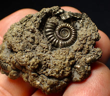 Load image into Gallery viewer, Full pyrite multi-ammonite fossil (42 mm) Crucilobiceras
