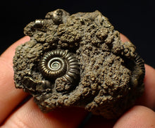 Load image into Gallery viewer, Full pyrite multi-ammonite fossil (42 mm) Crucilobiceras

