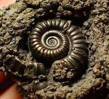 Load image into Gallery viewer, Full pyrite multi-ammonite fossil (42 mm) Crucilobiceras
