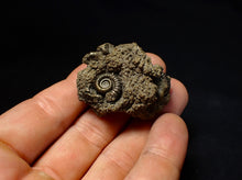 Load image into Gallery viewer, Full pyrite multi-ammonite fossil (42 mm) Crucilobiceras
