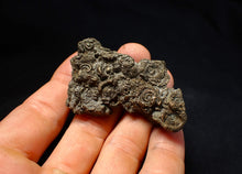 Load image into Gallery viewer, Large, full pyrite multi-ammonite fossil (62 mm) Crucilobiceras
