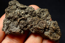 Load image into Gallery viewer, Large, full pyrite multi-ammonite fossil (62 mm) Crucilobiceras
