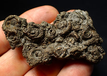 Load image into Gallery viewer, Large, full pyrite multi-ammonite fossil (62 mm) Crucilobiceras
