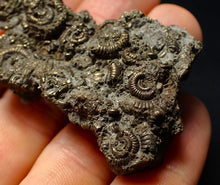 Load image into Gallery viewer, Large, full pyrite multi-ammonite fossil (62 mm) Crucilobiceras
