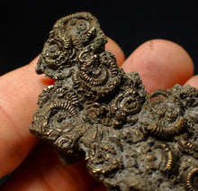 Load image into Gallery viewer, Large, full pyrite multi-ammonite fossil (62 mm) Crucilobiceras
