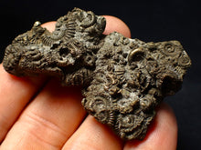 Load image into Gallery viewer, Large, full pyrite multi-ammonite fossil (62 mm) Crucilobiceras
