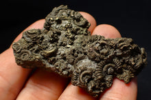 Load image into Gallery viewer, Large, full pyrite multi-ammonite fossil (62 mm) Crucilobiceras
