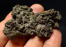 Load image into Gallery viewer, Large, full pyrite multi-ammonite fossil (62 mm) Crucilobiceras

