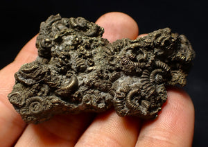 Large, full pyrite multi-ammonite fossil (62 mm) Crucilobiceras