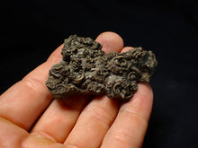 Load image into Gallery viewer, Large, full pyrite multi-ammonite fossil (62 mm) Crucilobiceras
