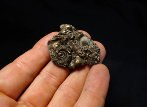 Full pyrite multi-ammonite & bivalve fossil (42 mm) Crucilobiceras
