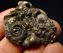 Load image into Gallery viewer, Full pyrite multi-ammonite &amp; bivalve fossil (42 mm) Crucilobiceras
