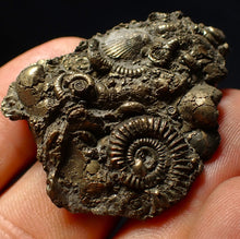 Load image into Gallery viewer, Full pyrite multi-ammonite &amp; bivalve fossil (42 mm) Crucilobiceras
