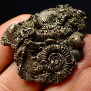 Full pyrite multi-ammonite & bivalve fossil (42 mm) Crucilobiceras