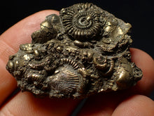 Load image into Gallery viewer, Full pyrite multi-ammonite &amp; bivalve fossil (42 mm) Crucilobiceras
