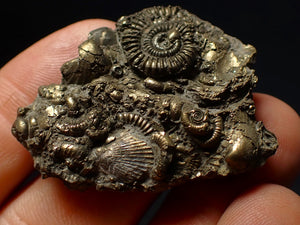 Full pyrite multi-ammonite & bivalve fossil (42 mm) Crucilobiceras