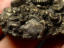 Load image into Gallery viewer, Full pyrite multi-ammonite &amp; bivalve fossil (42 mm) Crucilobiceras
